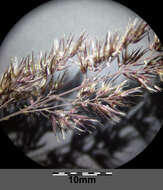 Imagem de Calamagrostis epigejos (L.) Roth