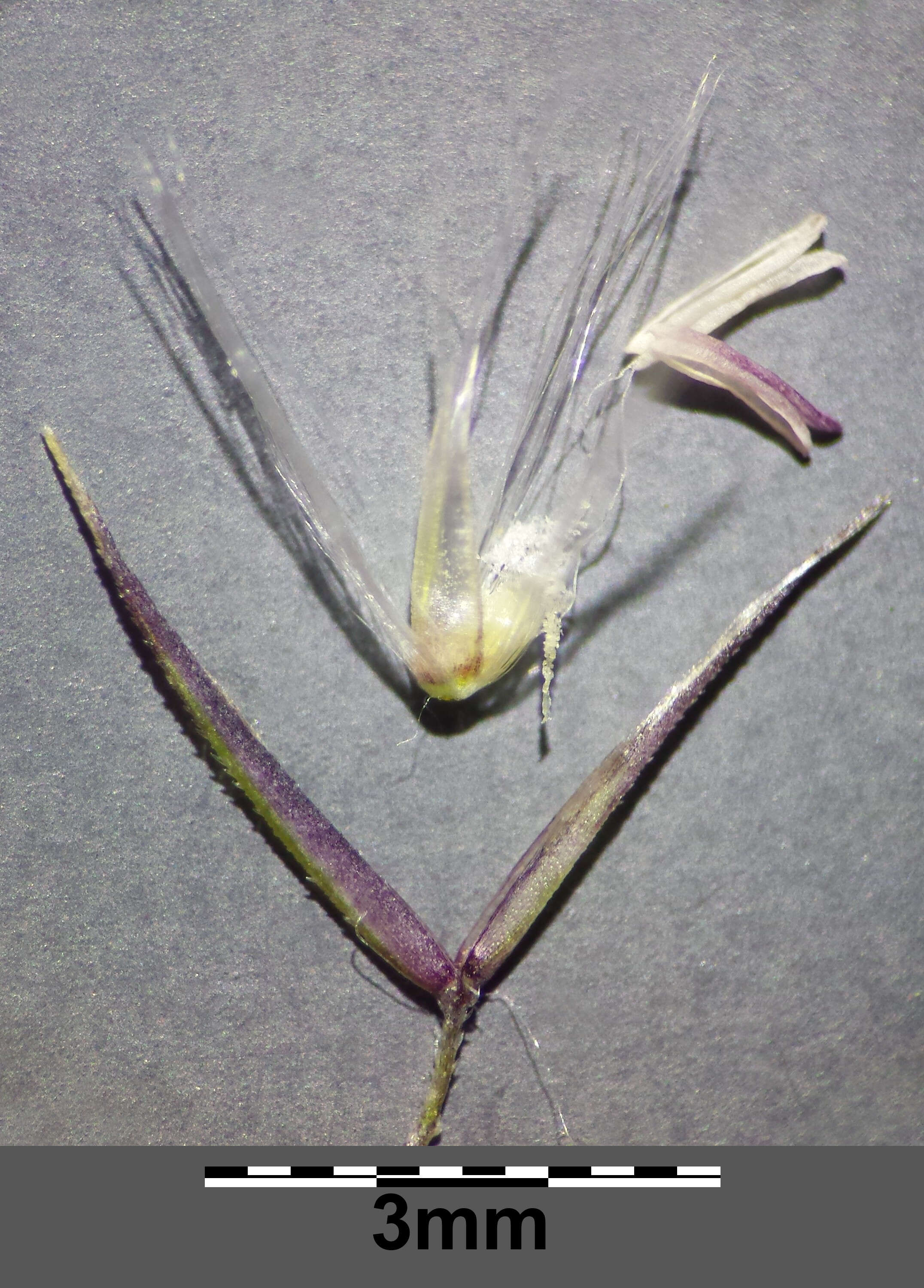 Imagem de Calamagrostis epigejos (L.) Roth