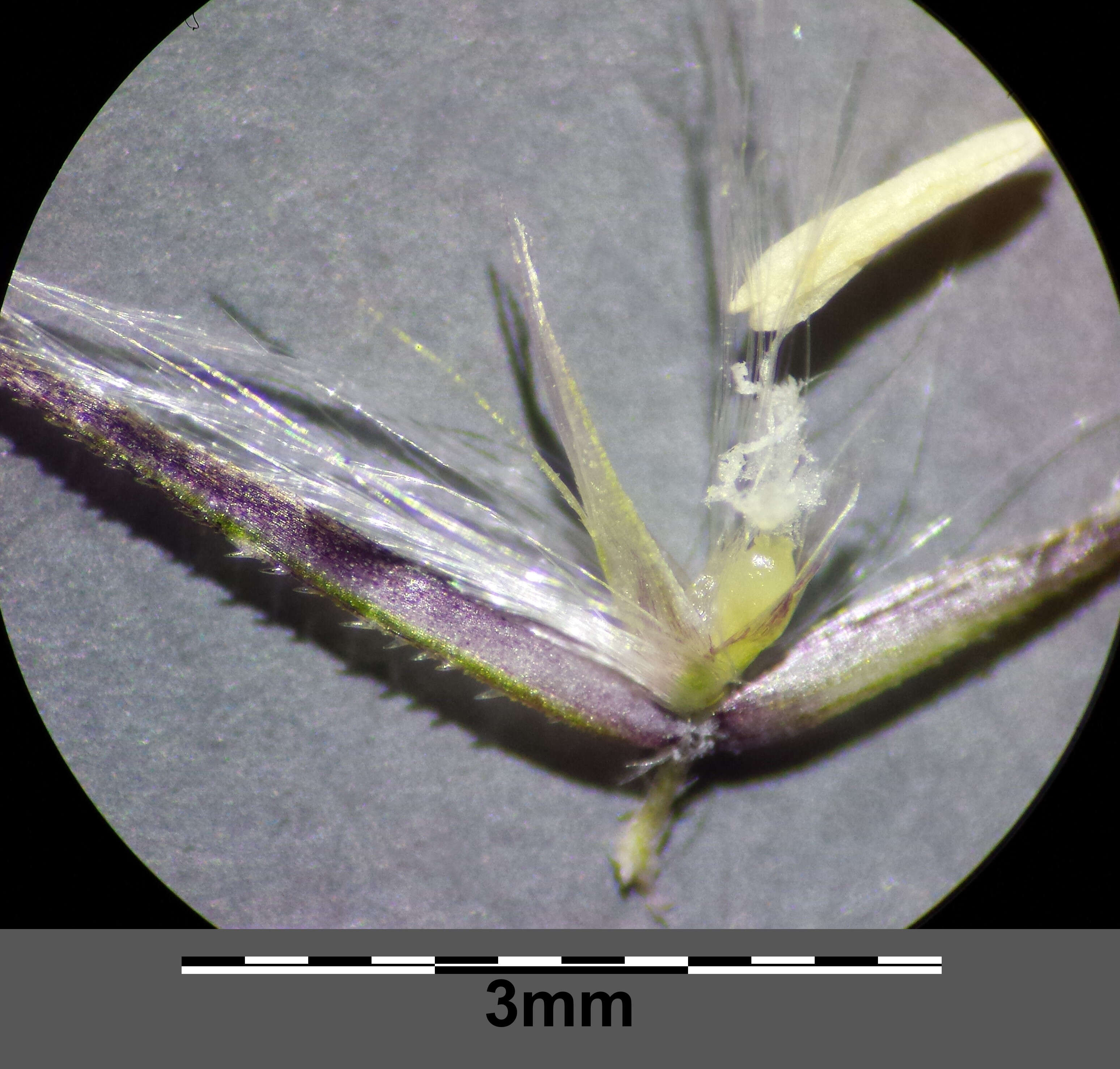 Imagem de Calamagrostis epigejos (L.) Roth