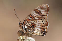 Image of Junonia sophia Fabricius 1793