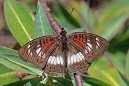 Image of Junonia sophia Fabricius 1793