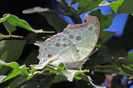 Image of Protogoniomorpha parhassus