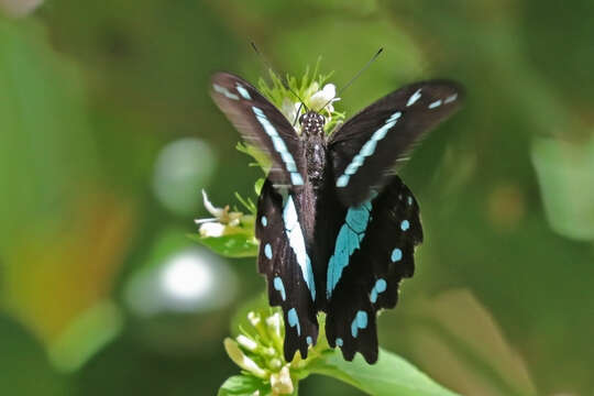 Image of greenbanded swallowtail