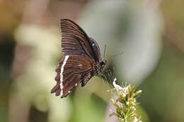 Image of greenbanded swallowtail