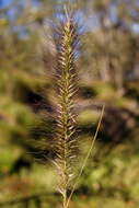 Imagem de Pennisetum alopecuroides