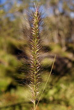 Imagem de Pennisetum alopecuroides