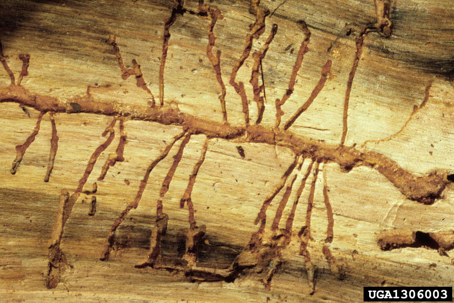 Image of Mountain Pine Beetle