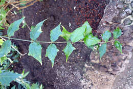 Image of bush clockvine