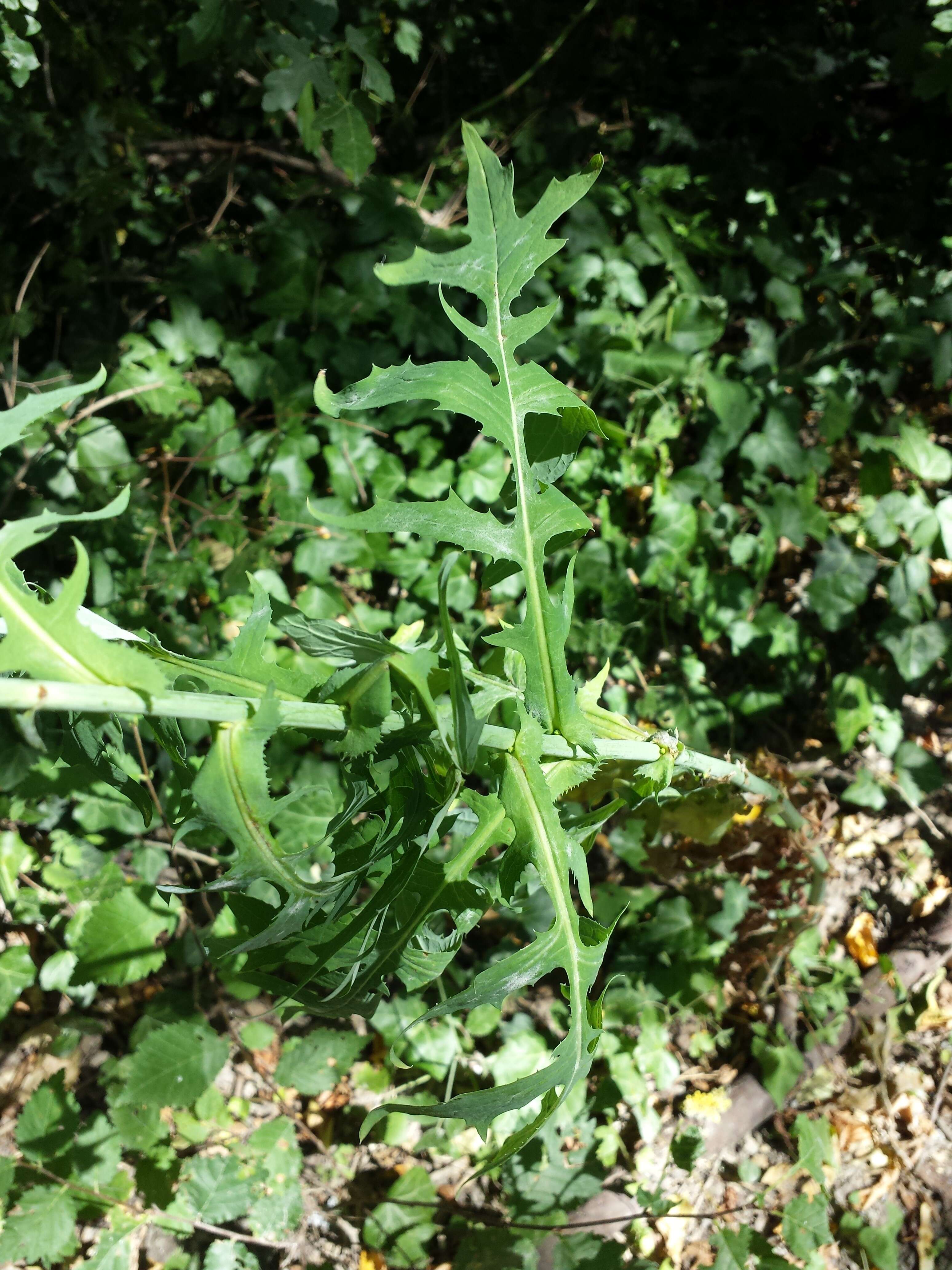 Image of Lactuca quercina L.