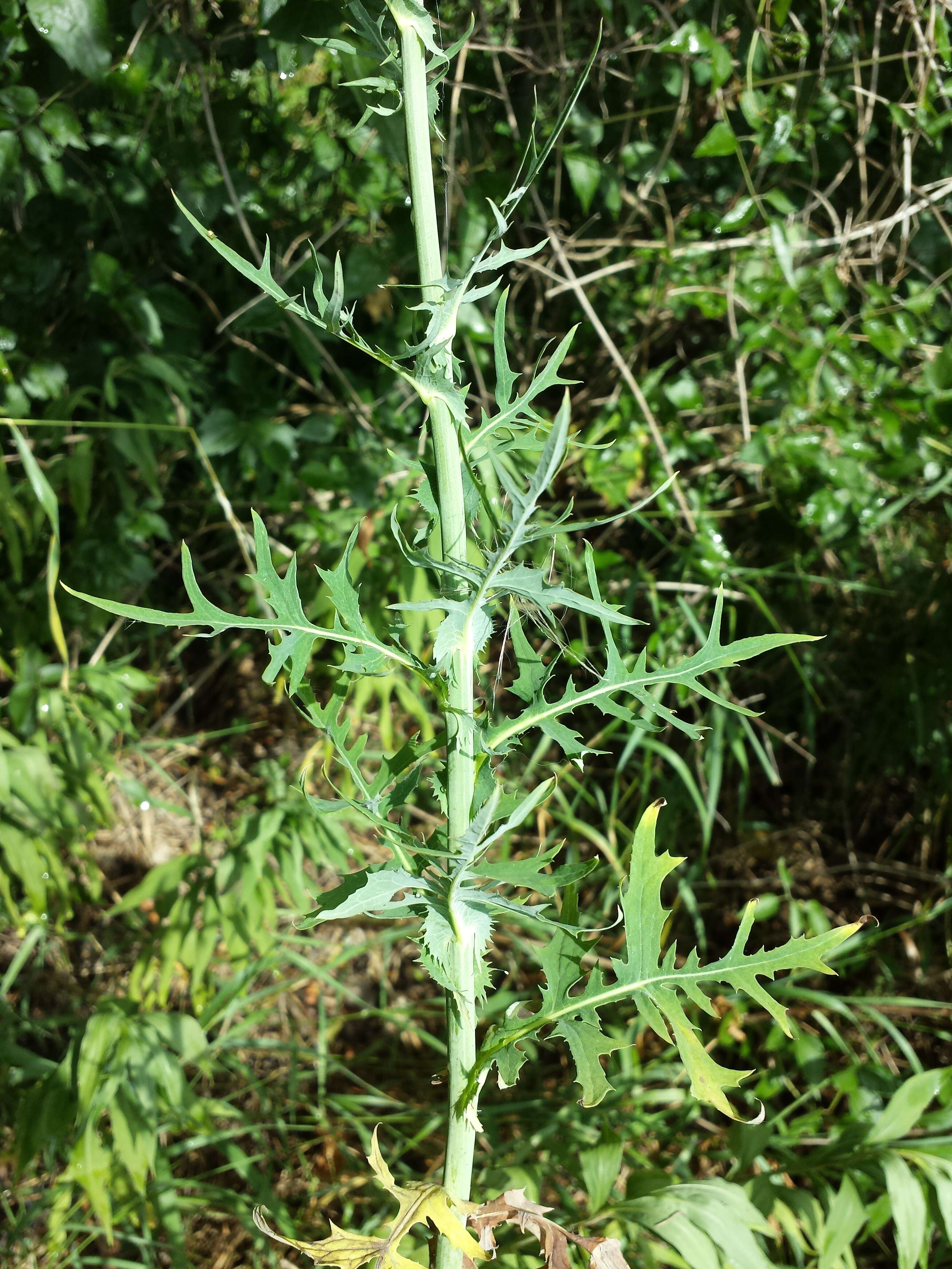 Image of Lactuca quercina L.