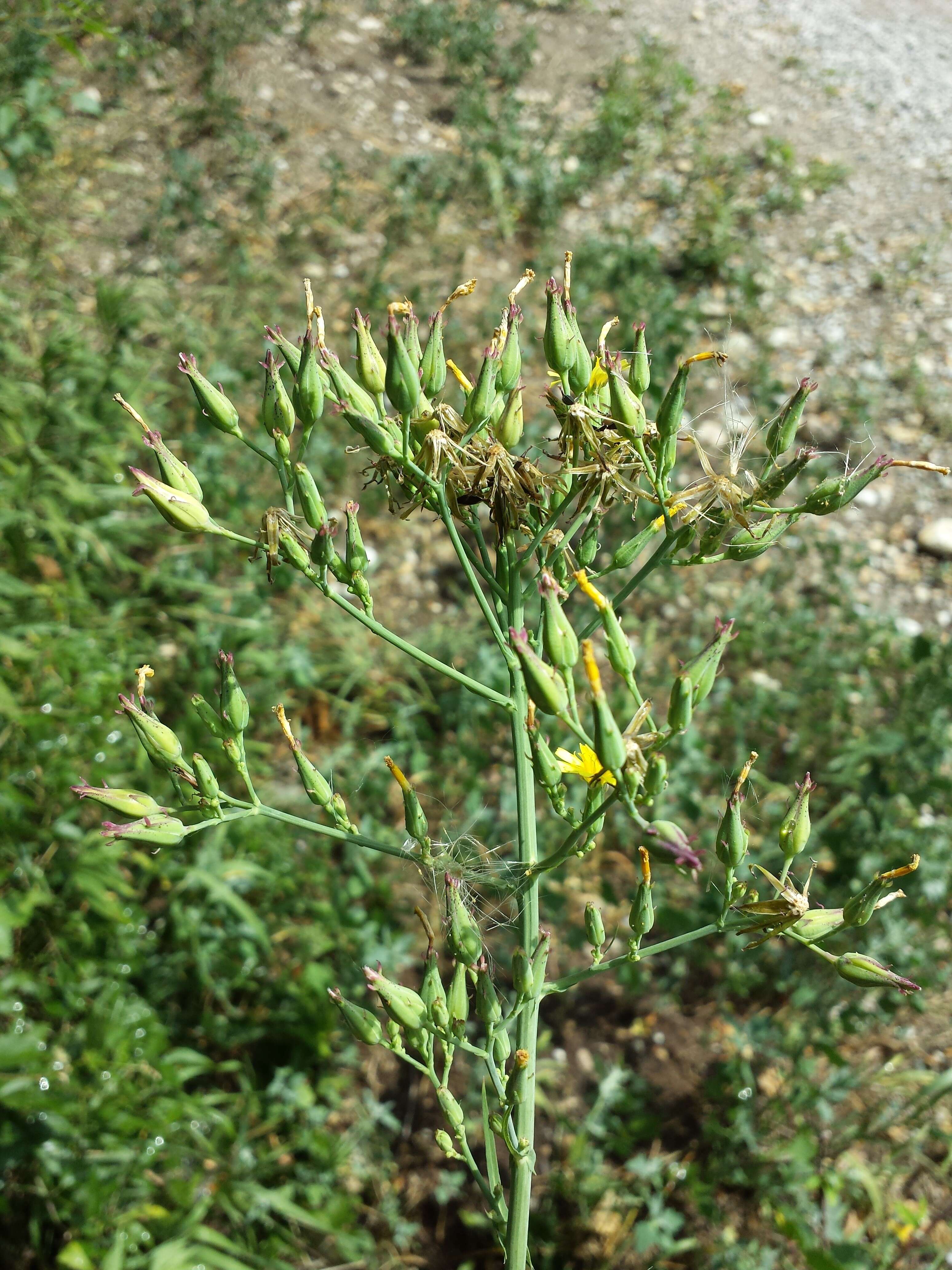 Image of Lactuca quercina L.