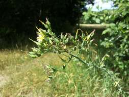 Image of Lactuca quercina L.