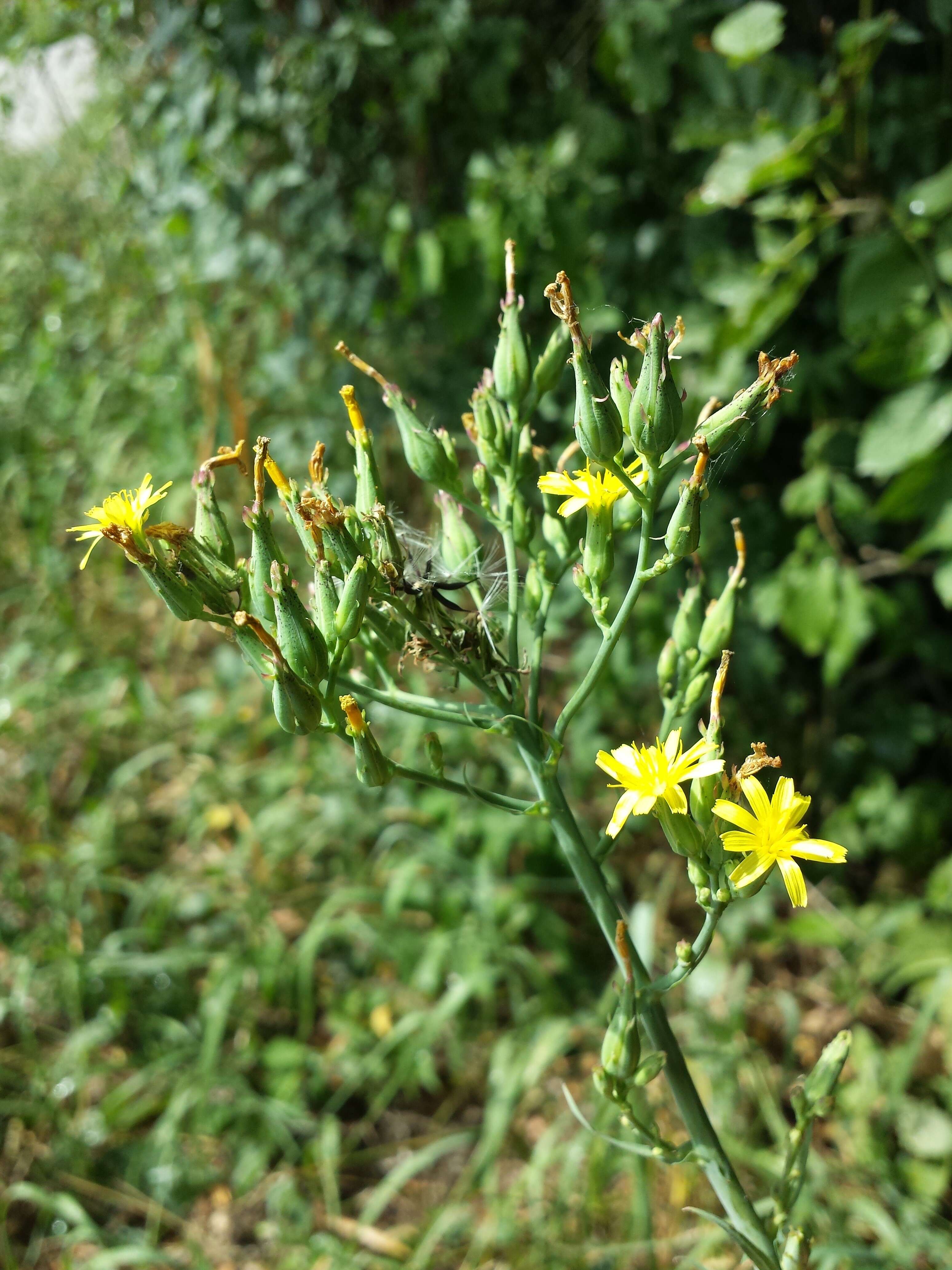 Слика од Lactuca quercina L.