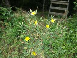 Image of Lactuca quercina L.