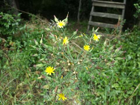 Слика од Lactuca quercina L.