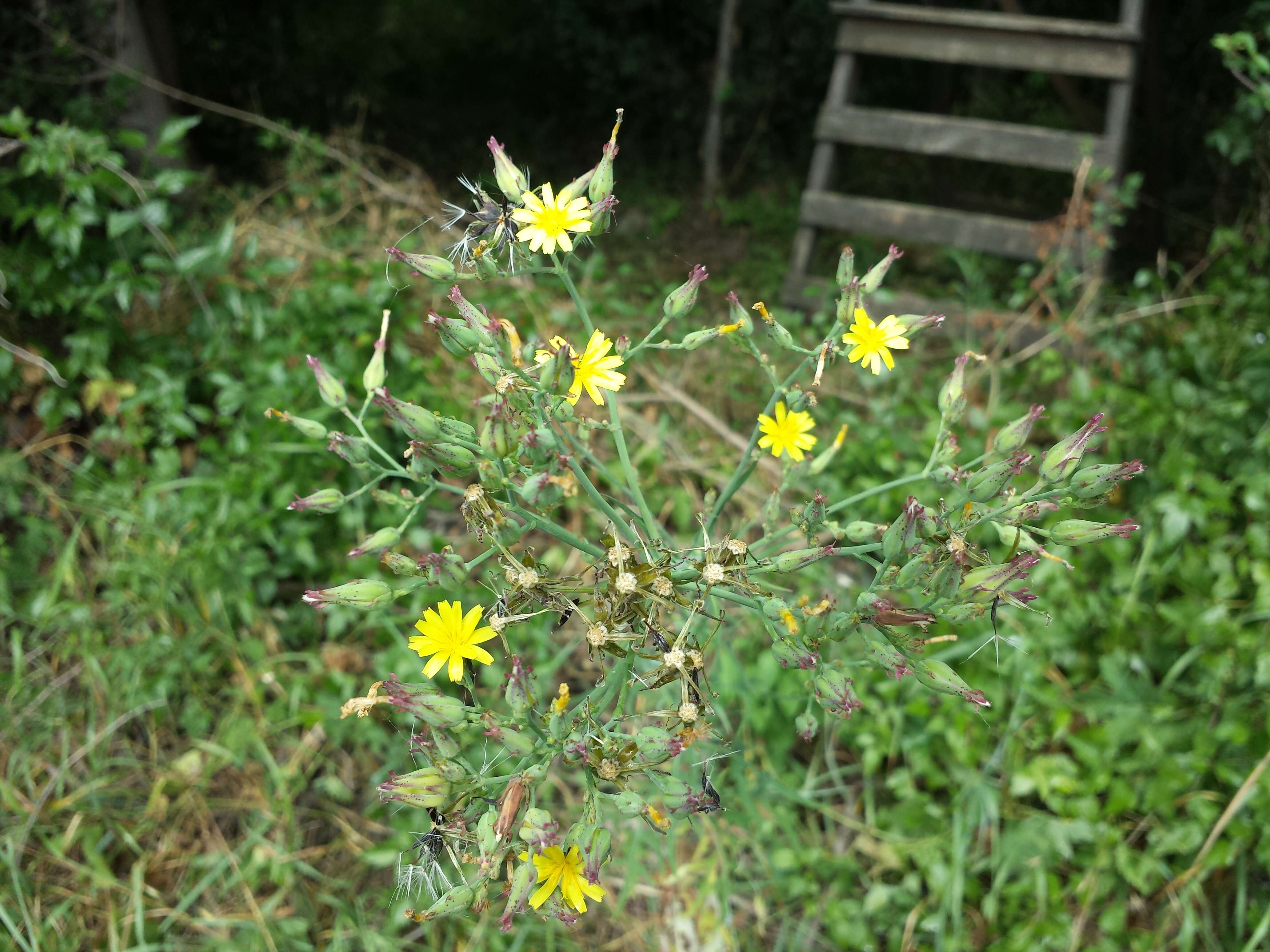 Image of Lactuca quercina L.