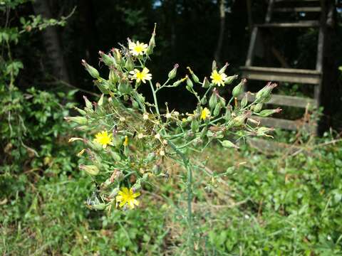 Слика од Lactuca quercina L.