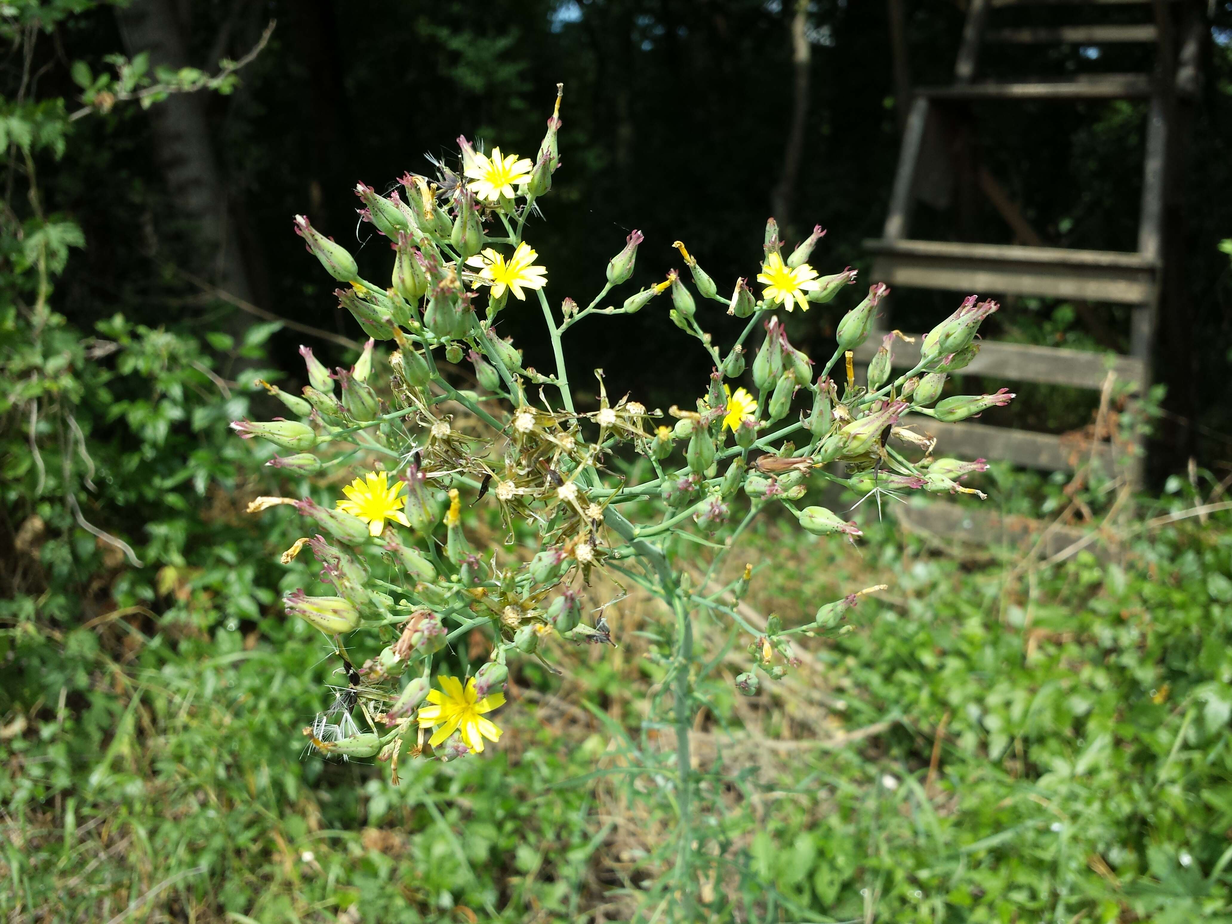 Image of Lactuca quercina L.