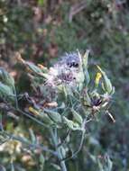 Image of Lactuca quercina L.