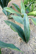 Image of Sansevieria kirkii Baker