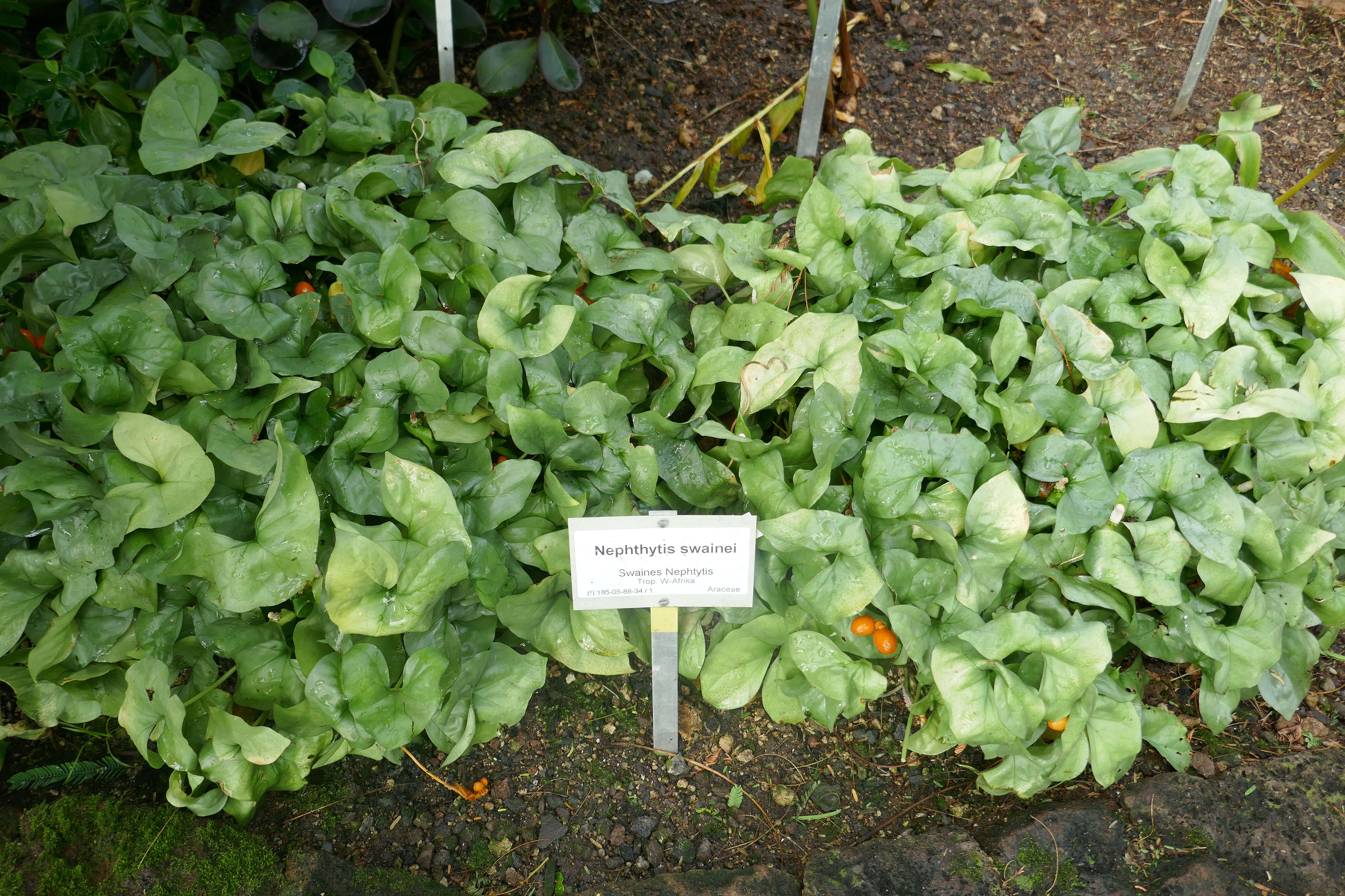 Image of Nephthytis swainei Bogner