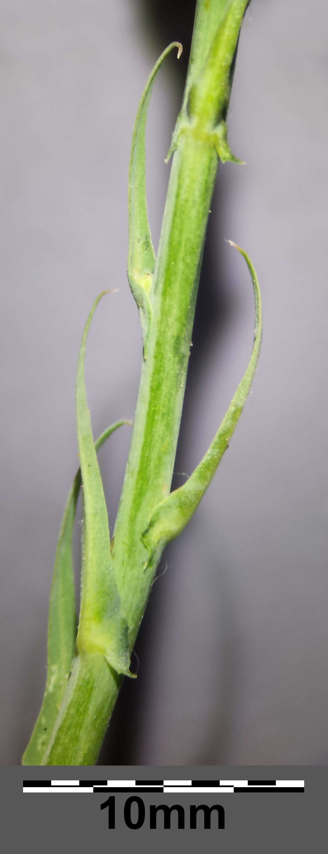 Image of Lactuca quercina L.