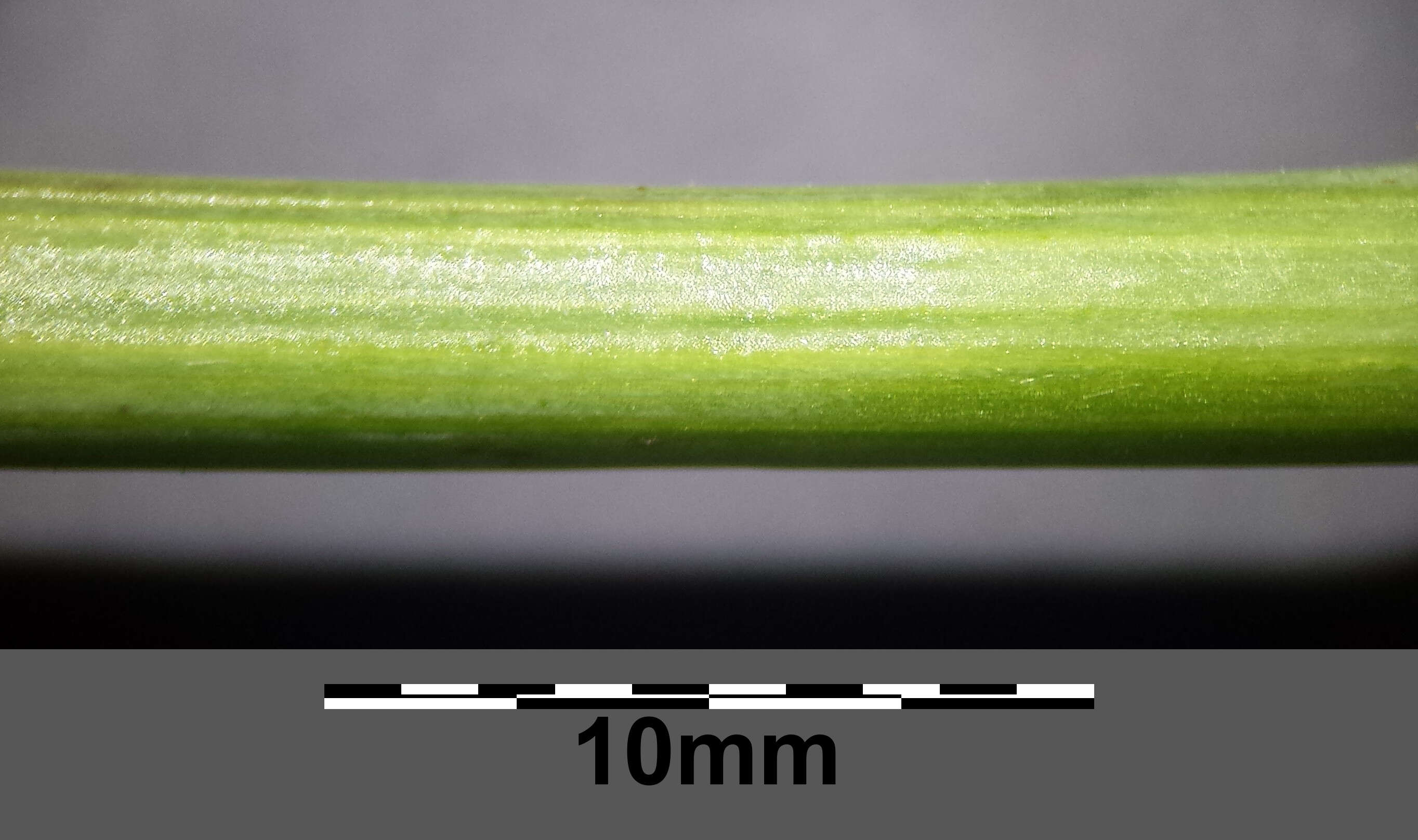 Image of Lactuca quercina L.