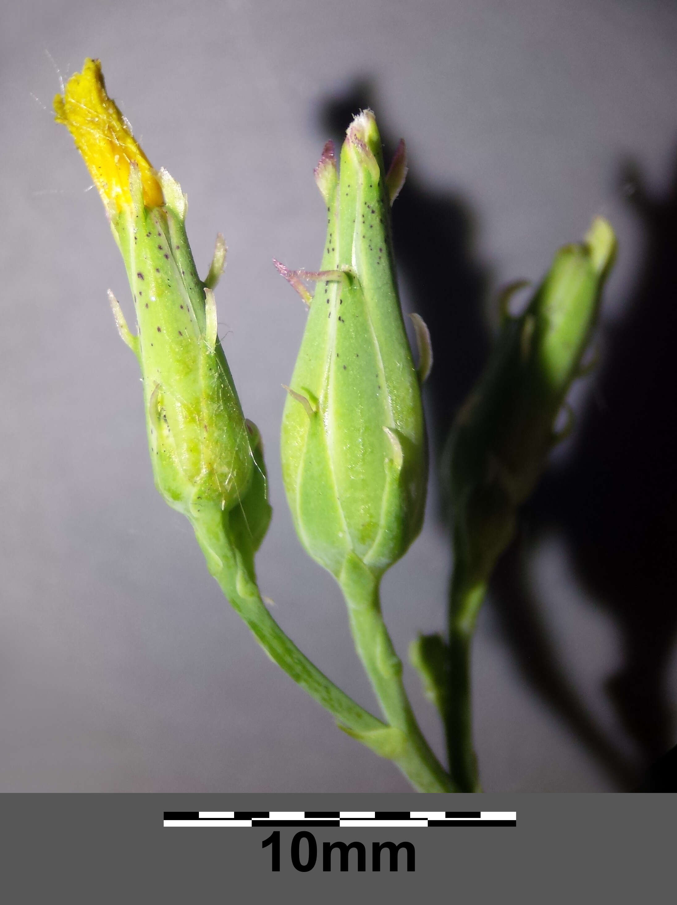 Image of Lactuca quercina L.