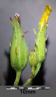 Image of Lactuca quercina L.