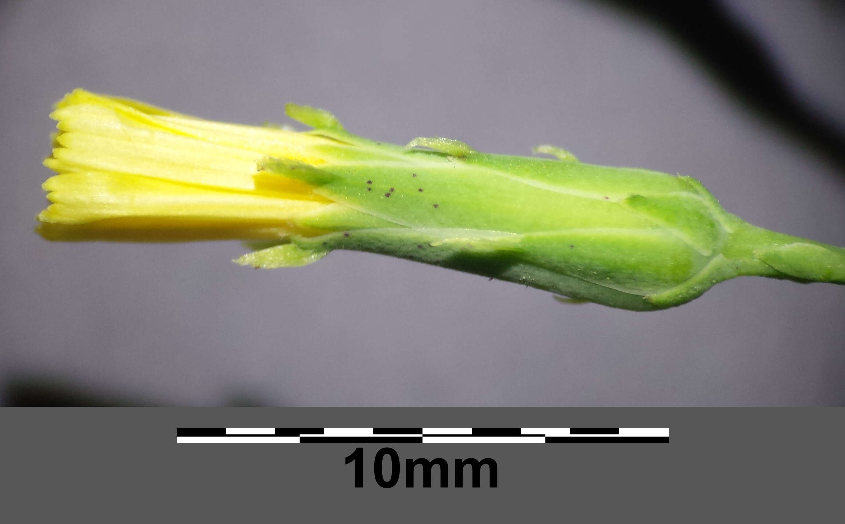 Слика од Lactuca quercina L.