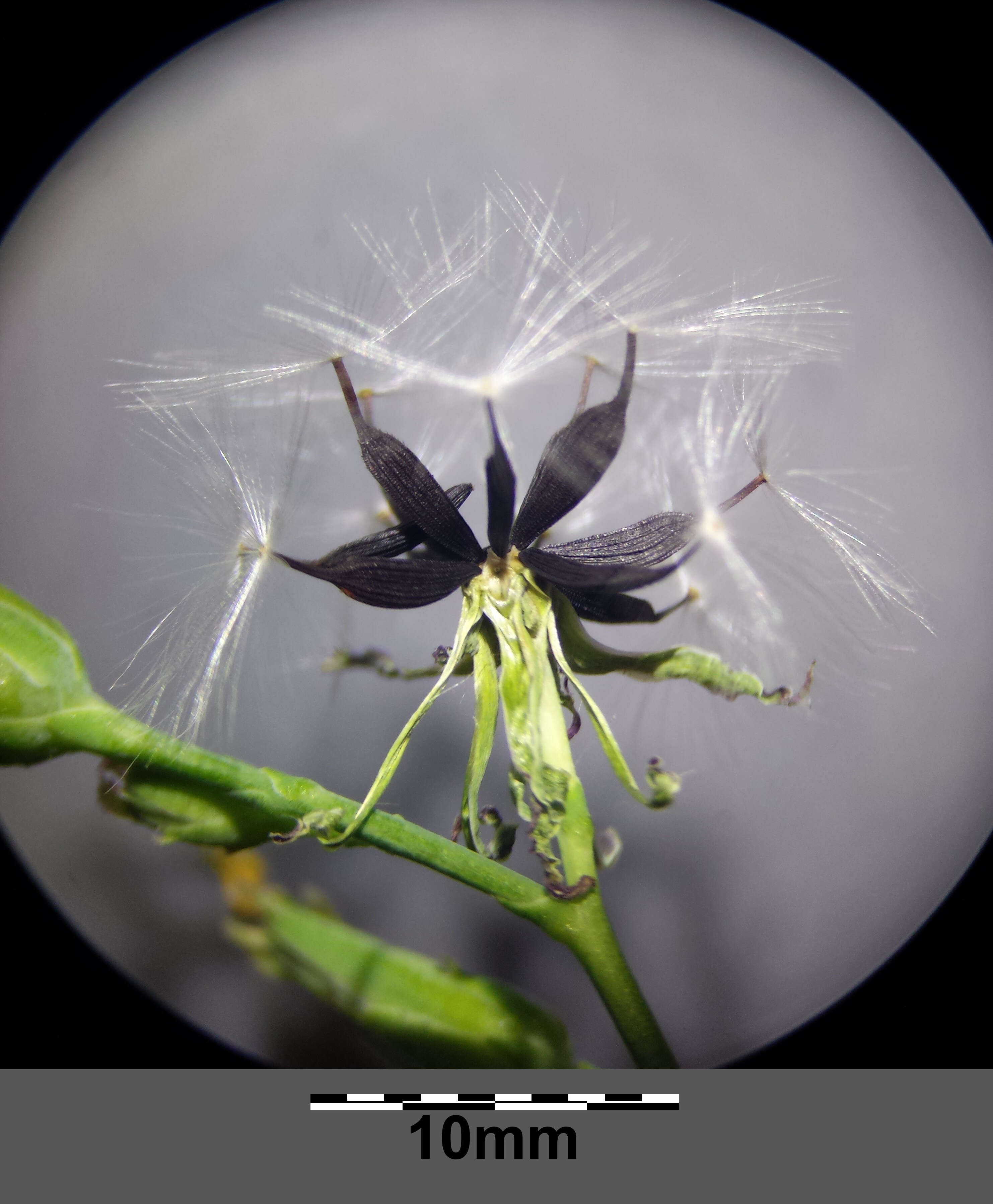 Image of Lactuca quercina L.