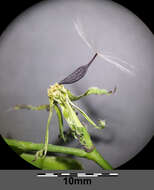 Image of Lactuca quercina L.