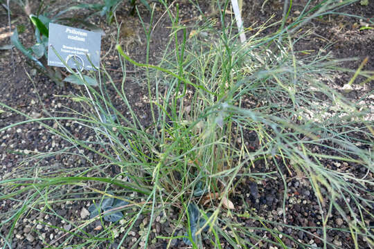 Image of whisk fern