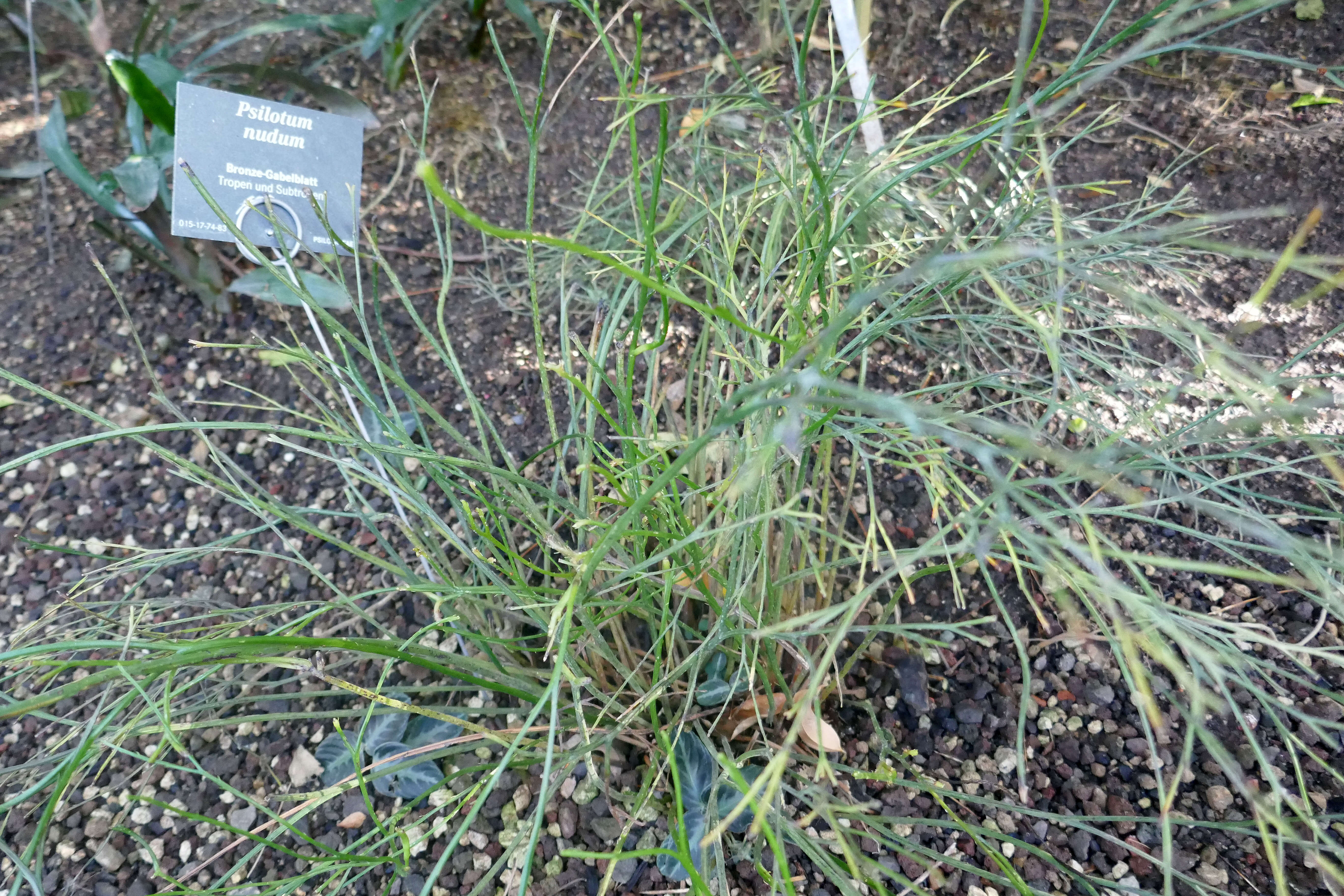 Image of whisk fern