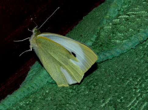 Image of cabbage butterfly