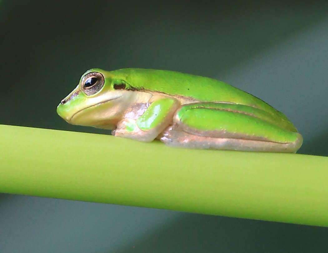 Litoria bicolor (Gray 1842)的圖片