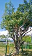 Imagem de Ficus benjamina L.