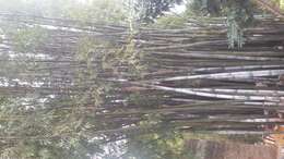 Image of Tropical Blue Bamboo