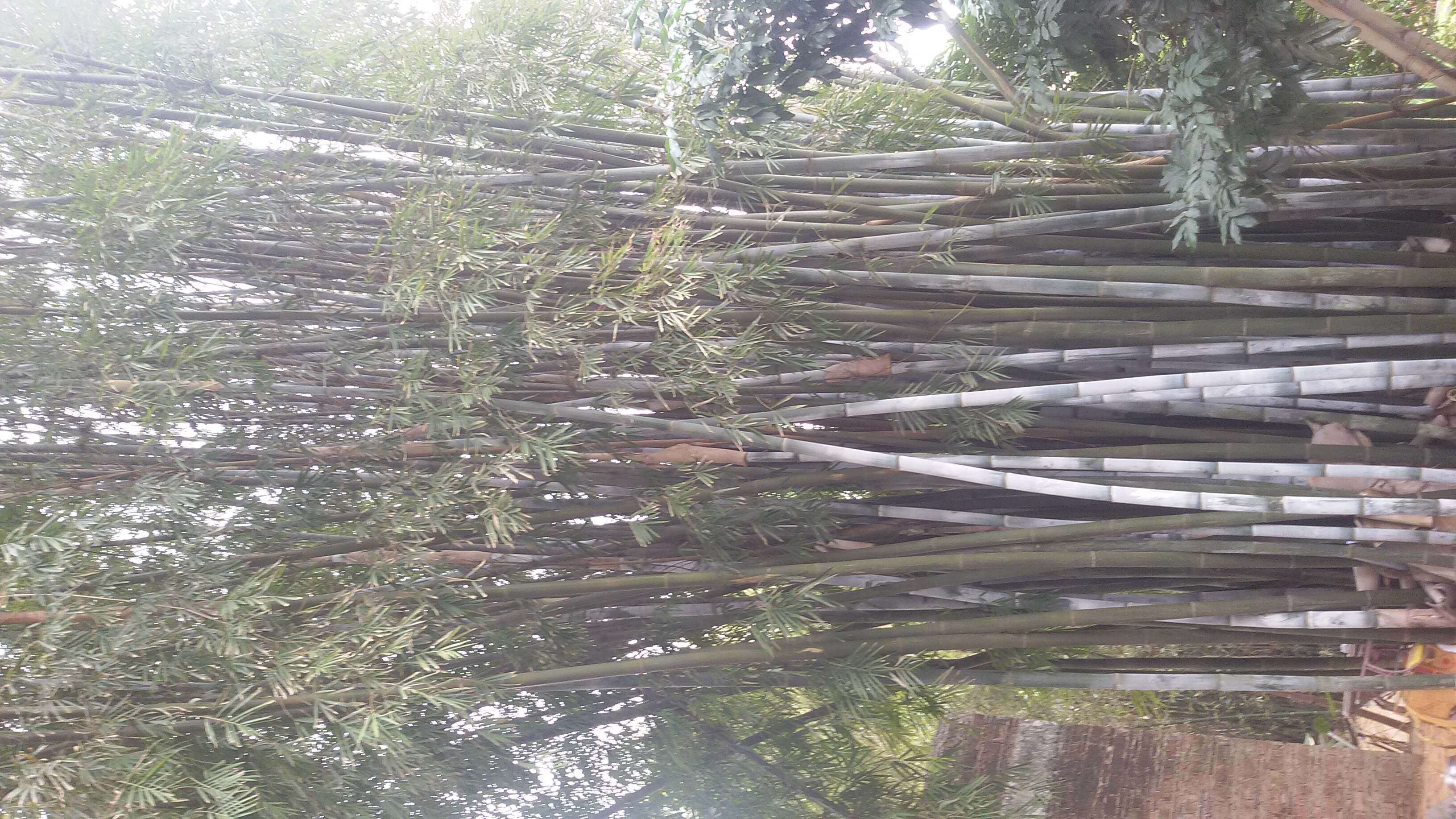 Image of Tropical Blue Bamboo