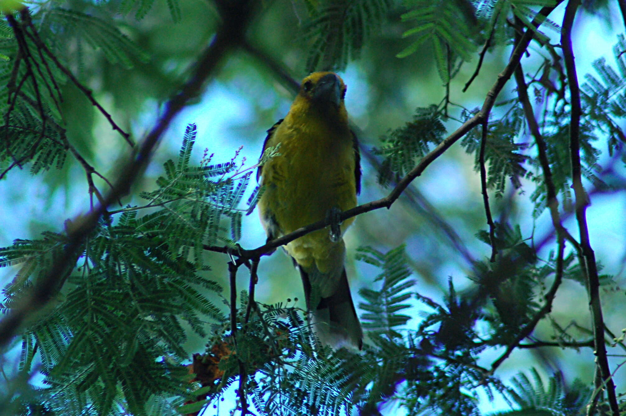 Image of Golden Grosbeak