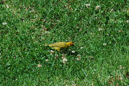 Image of Saffron Finch