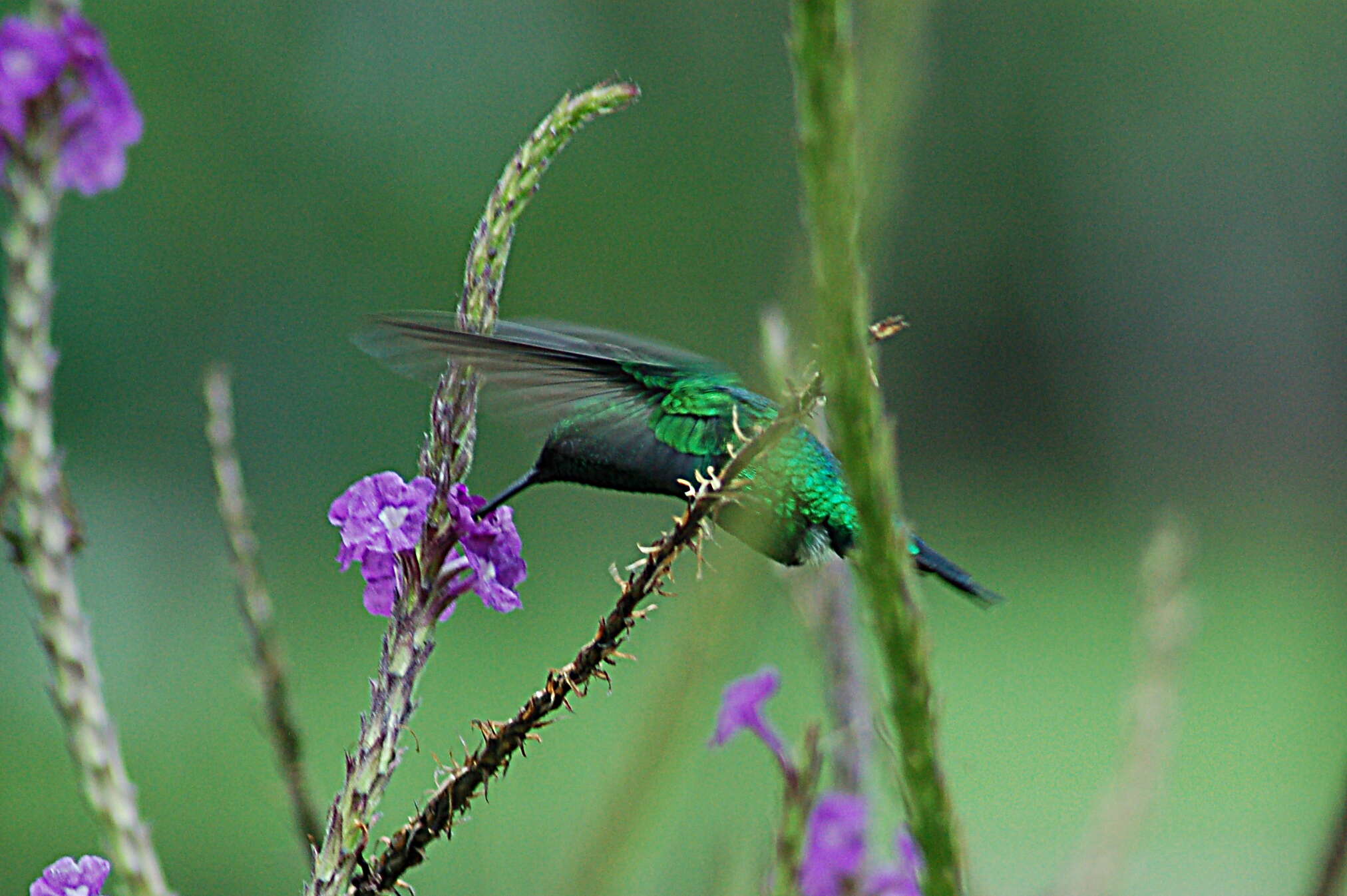 Image of Western Emerald