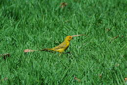 Image of Saffron Finch