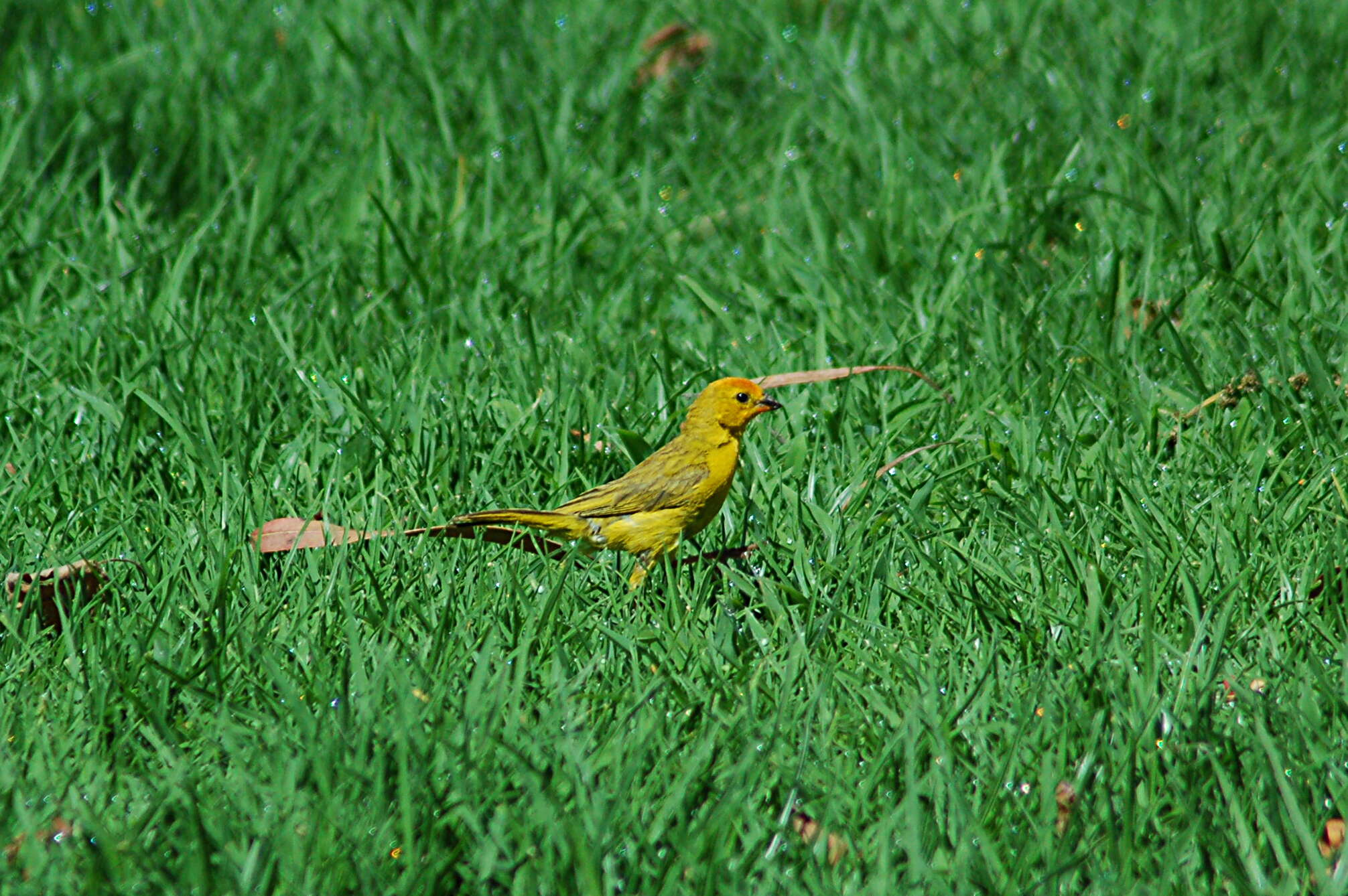 Image of Saffron Finch