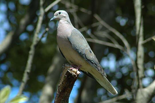 Image of Eared Dove