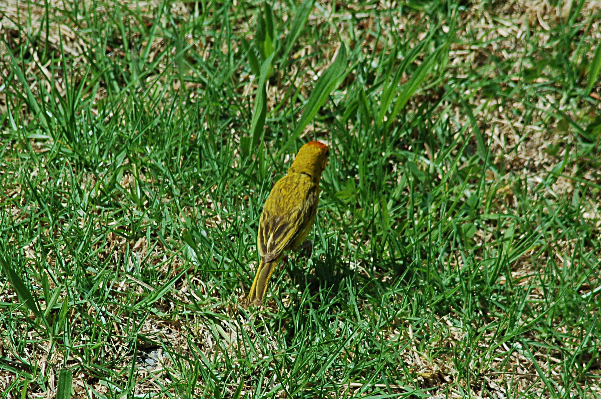 Image of Saffron Finch