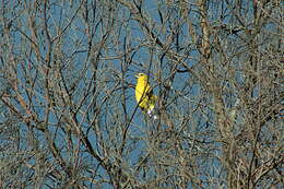 Image of Golden Grosbeak