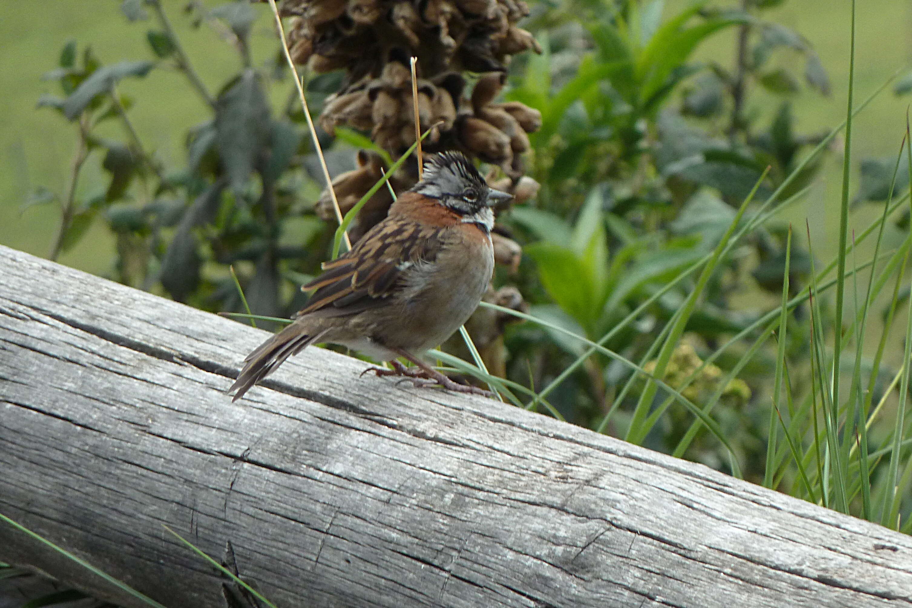 Image of Rufous-collared Sparrow