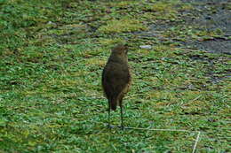 Image of Tawny Antpitta