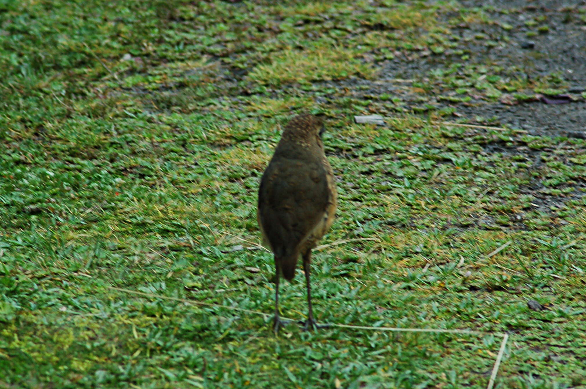 Image of Tawny Antpitta